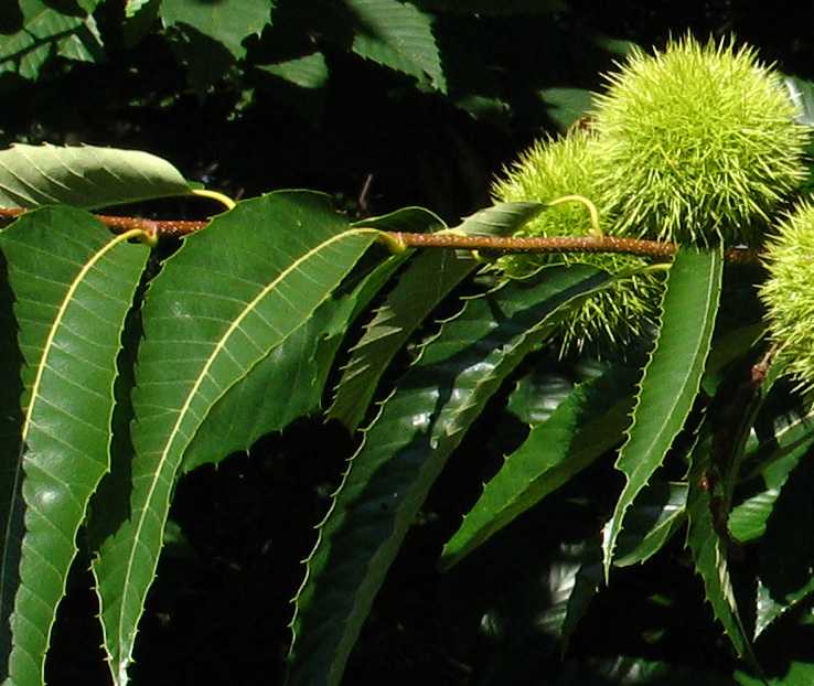  Image name: 06-castagno.jpg 
 width: 738 pixel 
 height: 622 pixel 
 Size: 53076 bytes 
 Click to enlarge 